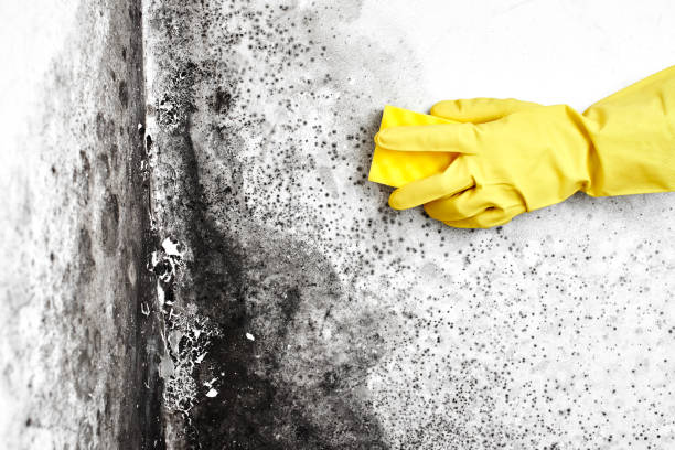 Best Black Mold Remediation in Waelder, TX