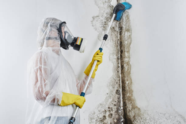 Best Black Mold Remediation in Waelder, TX