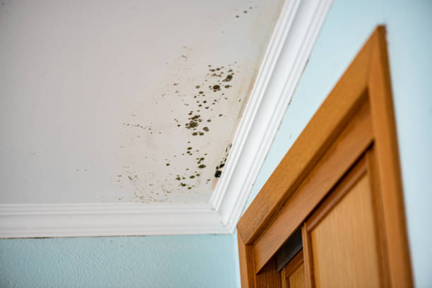 Best Insurance-Related Mold Remediation in Waelder, TX