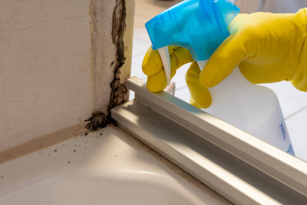 Best Mold Remediation for Specific Building Types in Waelder, TX