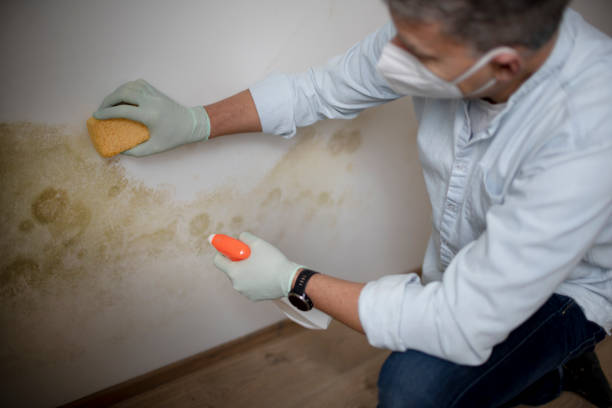 Best White Mold Remediation in Waelder, TX