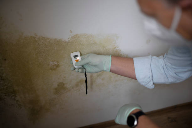Best Attic Mold Remediation in Waelder, TX