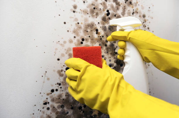 Best Post-Flood Mold Remediation in Waelder, TX
