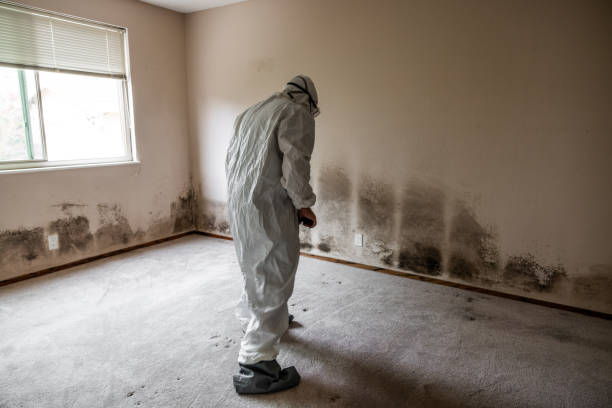 Best HVAC Mold Remediation in Waelder, TX