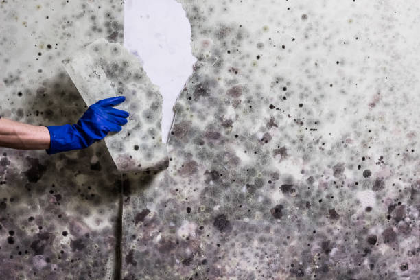 Best Commercial Mold Remediation in Waelder, TX